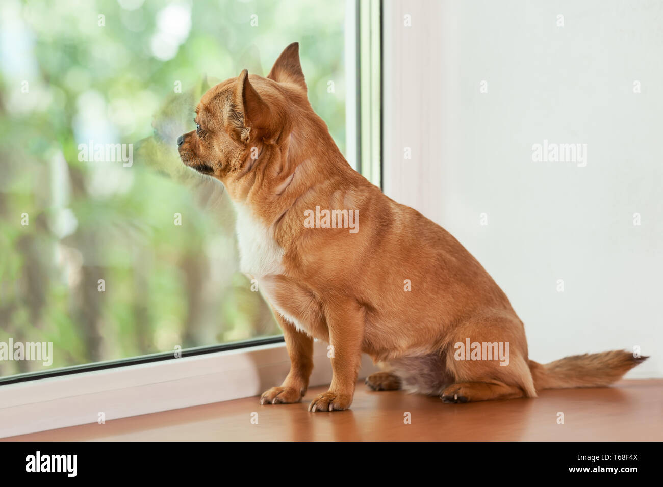 Red chihuahua Hund sitzt auf der Fensterbank. Stockfoto