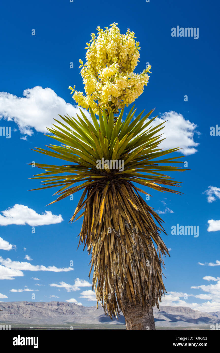 Eine Blüte Gelb Yucca, Van Horn Texas Stockfoto