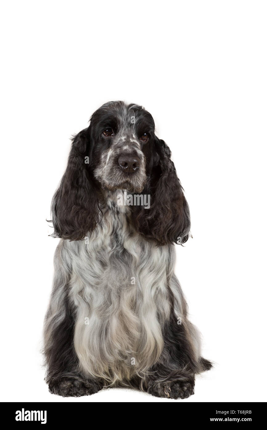 Isolierte Portrait von English Cocker Spaniel Stockfoto