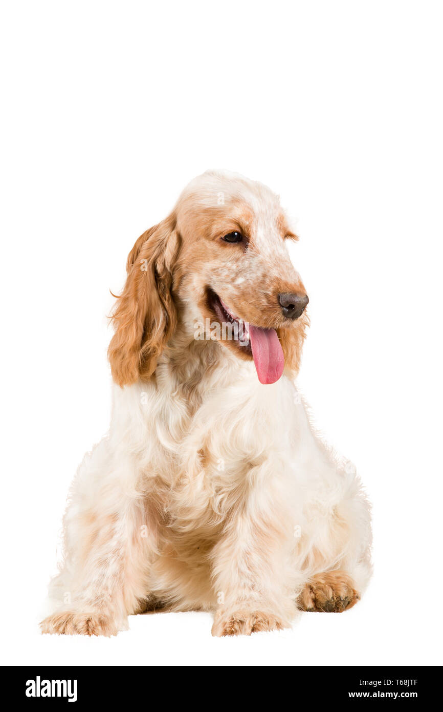 Isolierte Portrait von English Cocker Spaniel Stockfoto