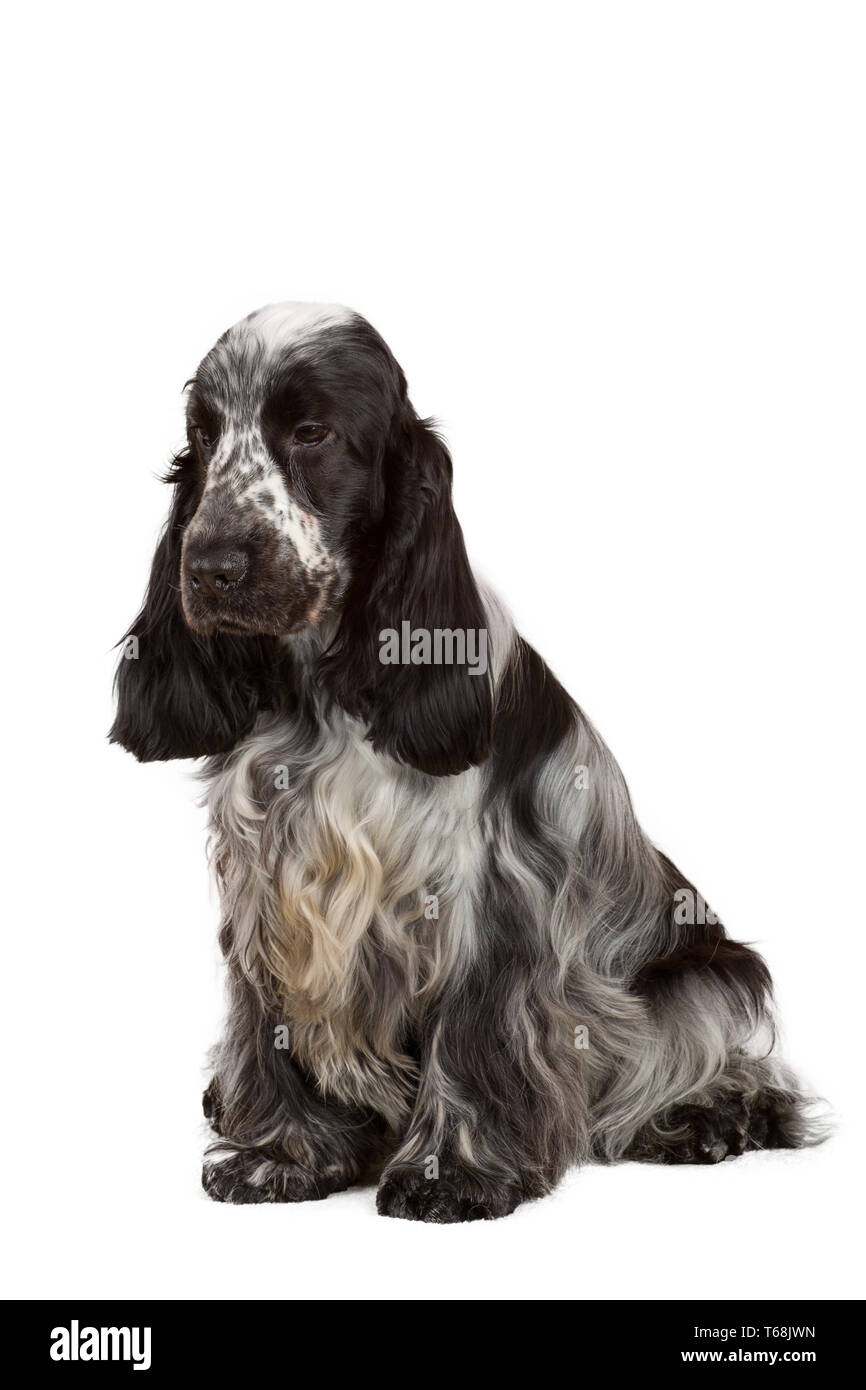 Isolierte Portrait von English Cocker Spaniel Stockfoto