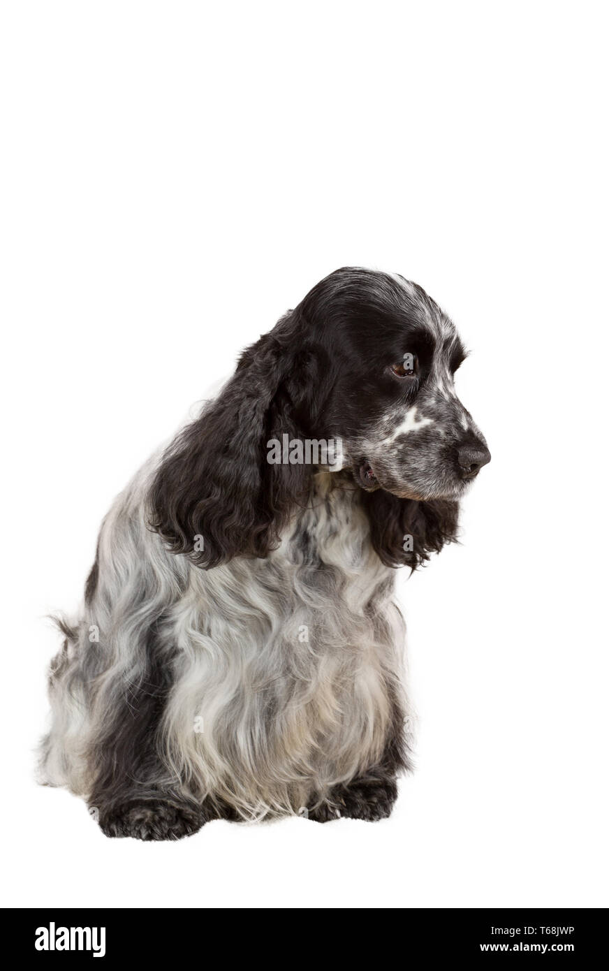 Isolierte Portrait von English Cocker Spaniel Stockfoto