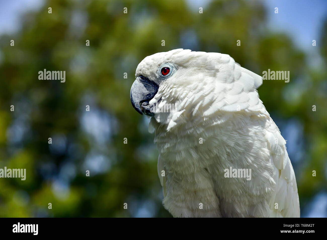 Weiße Papagei Zoo, hübsch, Schwefel, Baum, Papagei native feather Vogelgrippe australische Stockfoto