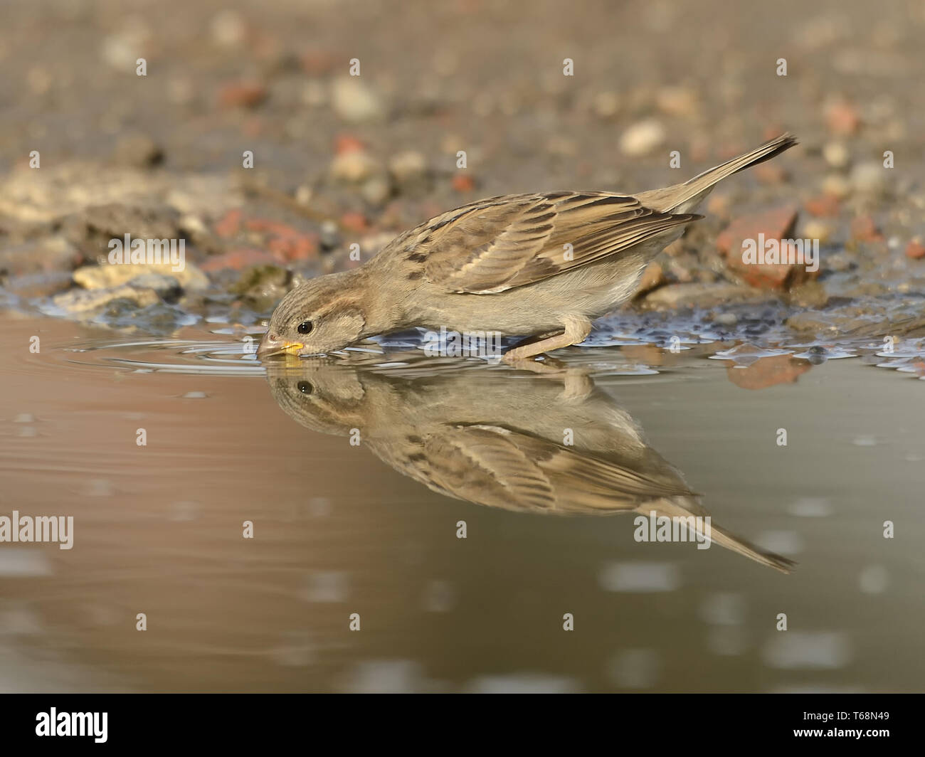 Haussperling oder Englisch sparrow, Passer domesticus, Europa, Deutschland Stockfoto