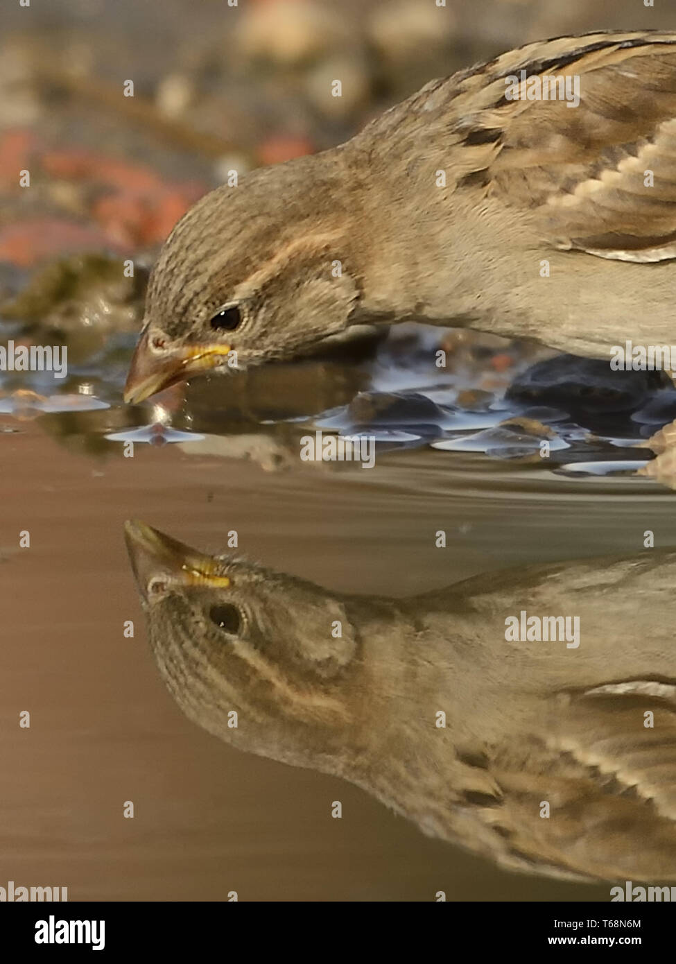 Haussperling oder Englisch sparrow, Passer domesticus, Europa, Deutschland Stockfoto