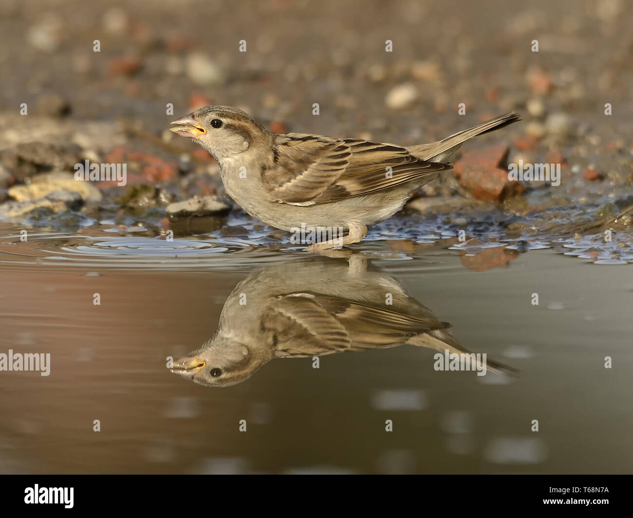 Haussperling oder Englisch sparrow, Passer domesticus, Europa, Deutschland Stockfoto