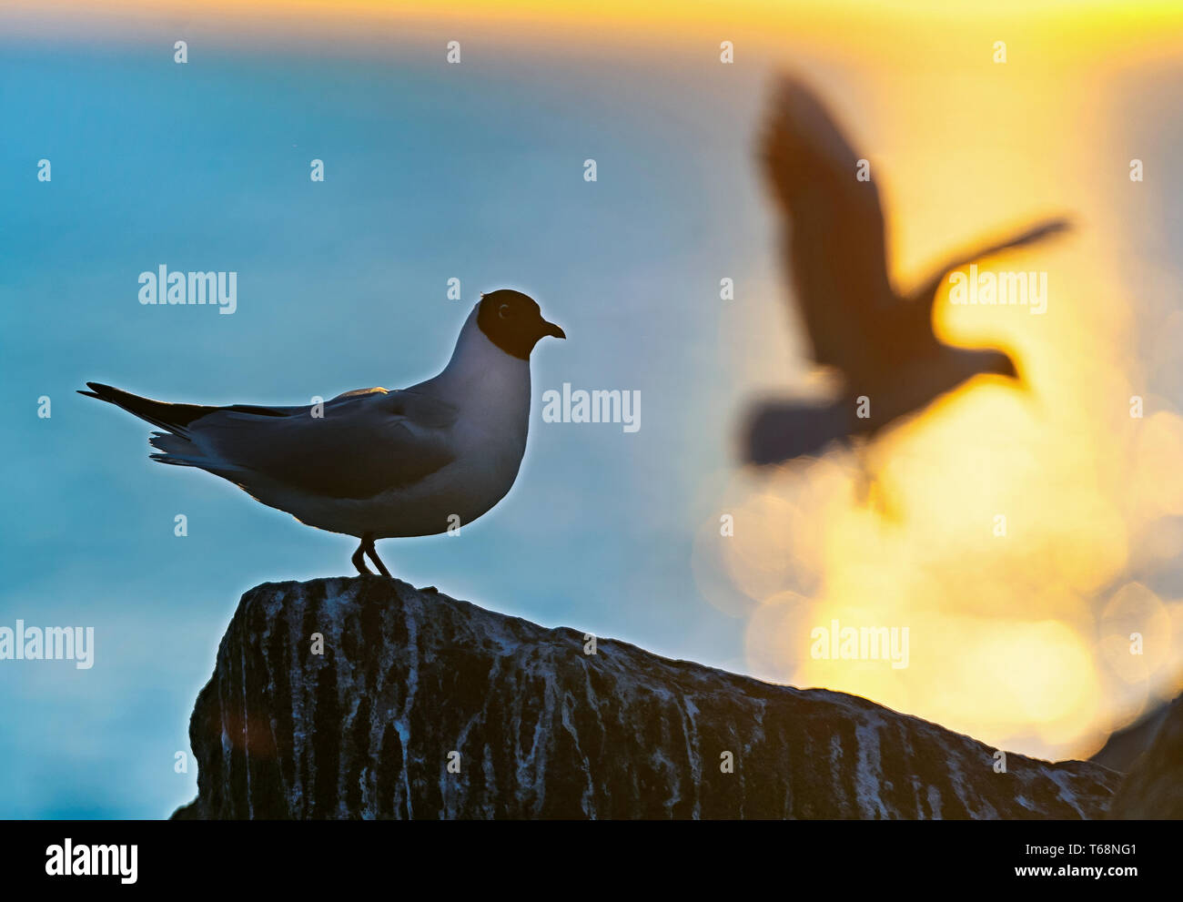 Die Silhouette einer Möwe auf dem Stein. Roter Sonnenuntergang Himmel Hintergrund. Dramatischer Sonnenuntergang Himmel. Lachmöwe Wissenschaftlicher Name: Larus ridibundus. Stockfoto