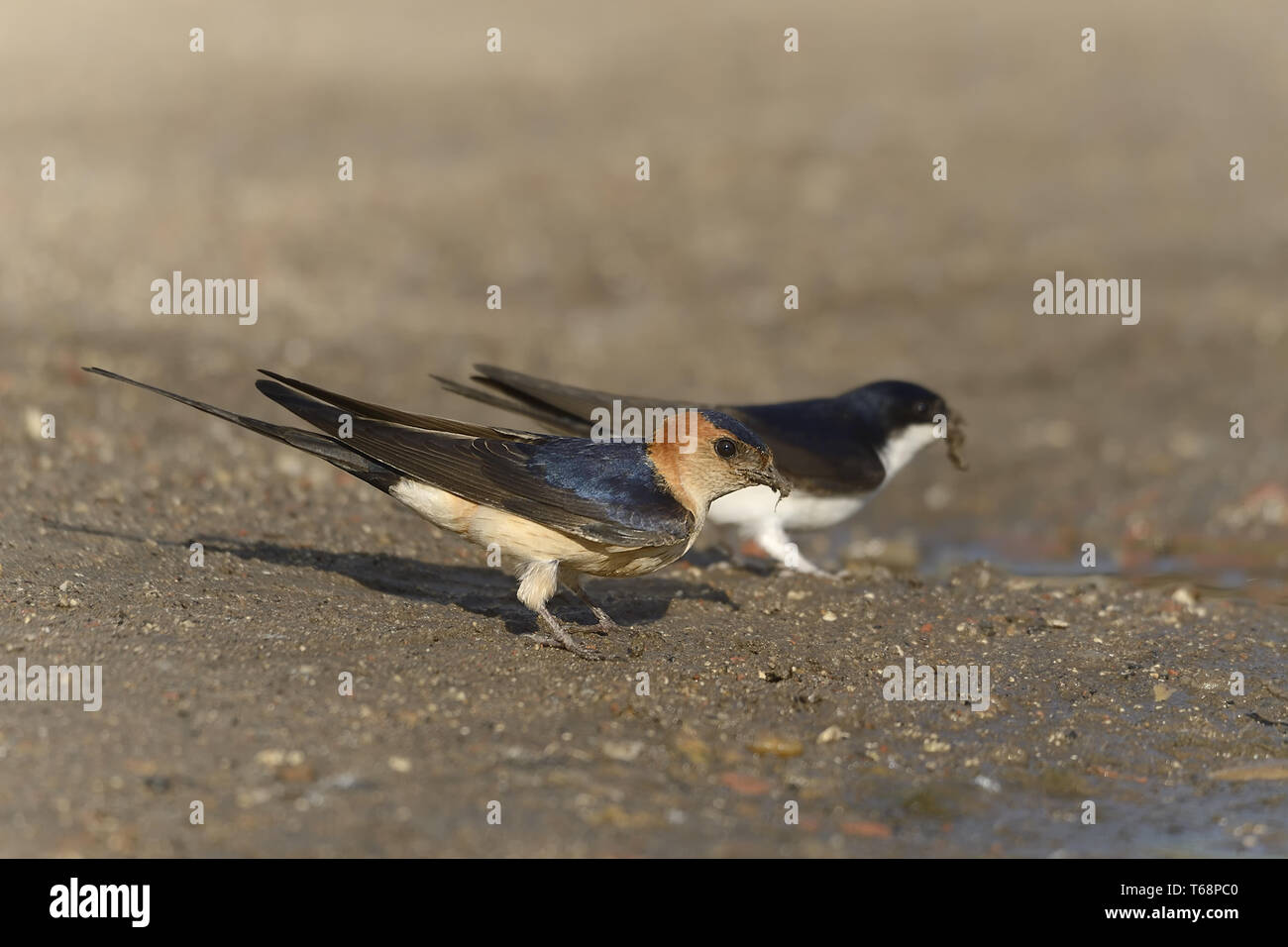 Red-rumped Swallow, Cecropis daurica, Hirundo daurica, Europa Stockfoto