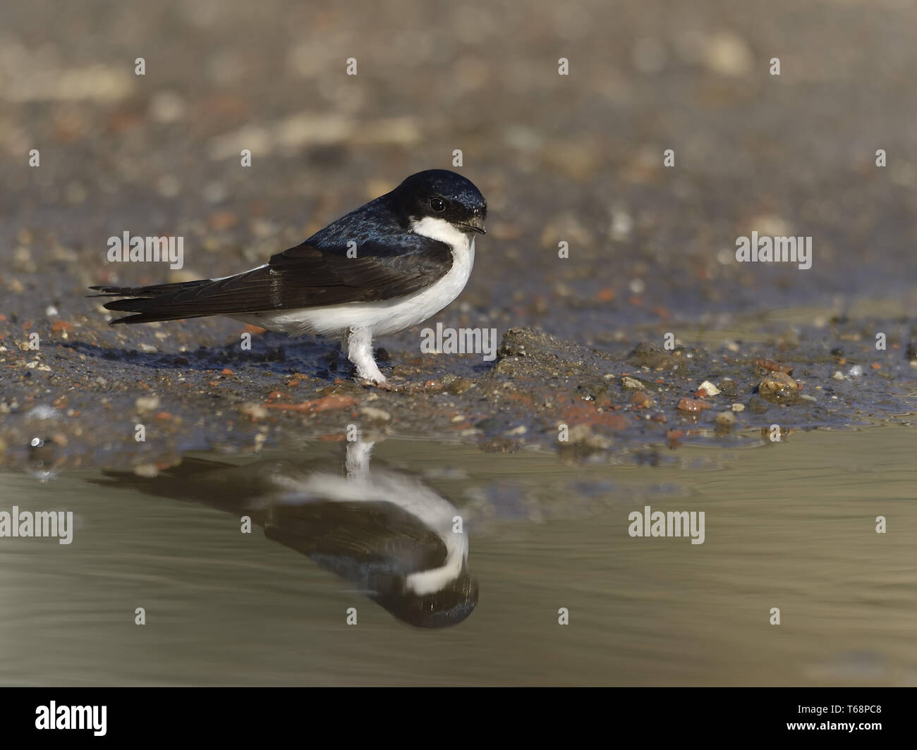 Common house Martin, Delichon urbicum Stockfoto