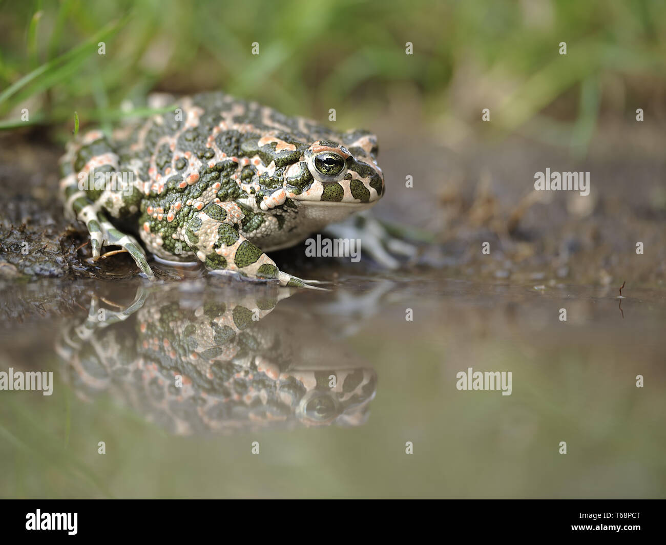 Europäische grüne Kröte, Pseudepidalea viridis, Bufo viridis, Bufotes viridis, Ost Europa Stockfoto