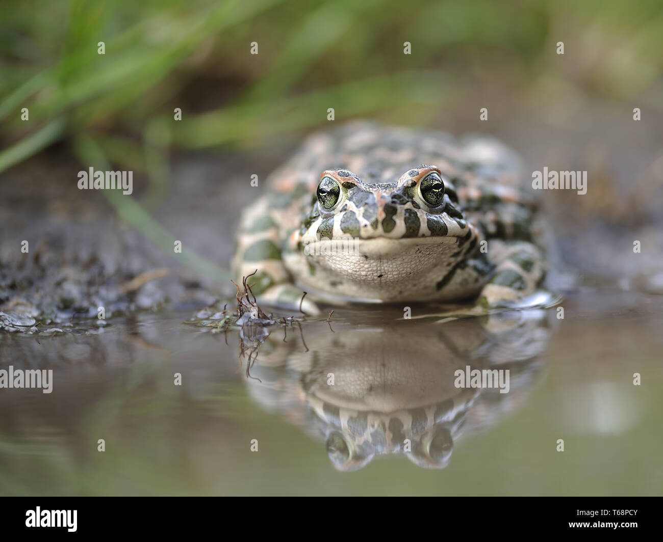 Europäische grüne Kröte, Pseudepidalea viridis, Bufo viridis, Bufotes viridis, Ost Europa Stockfoto