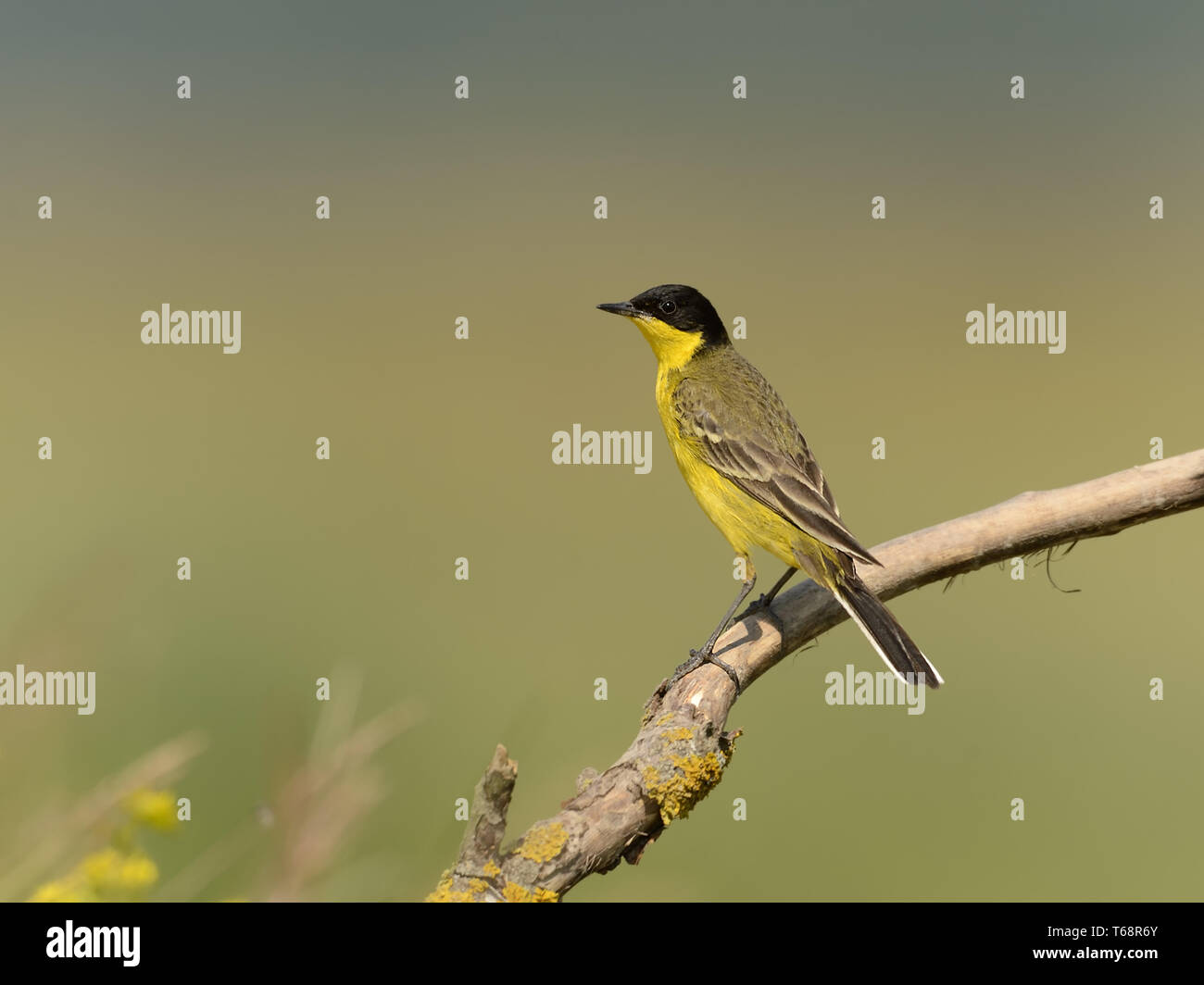 [Östlichen schafstelze Motacilla feldegg, Syn.: M. flava Feldegg] Stockfoto