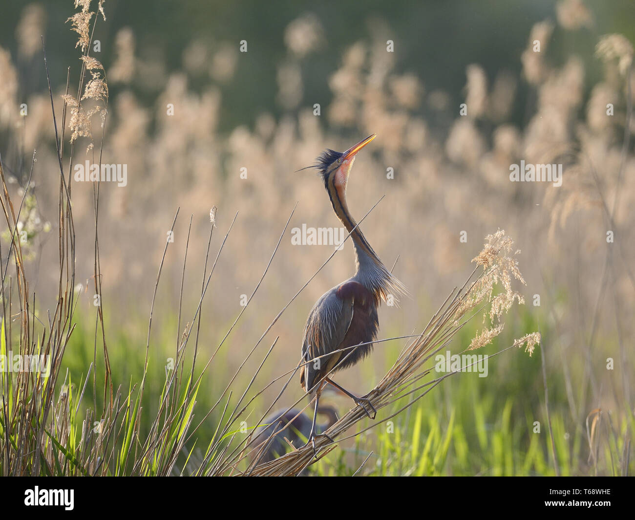 Purpurreiher Ardea purpurea, in Ungarn, Europa Stockfoto