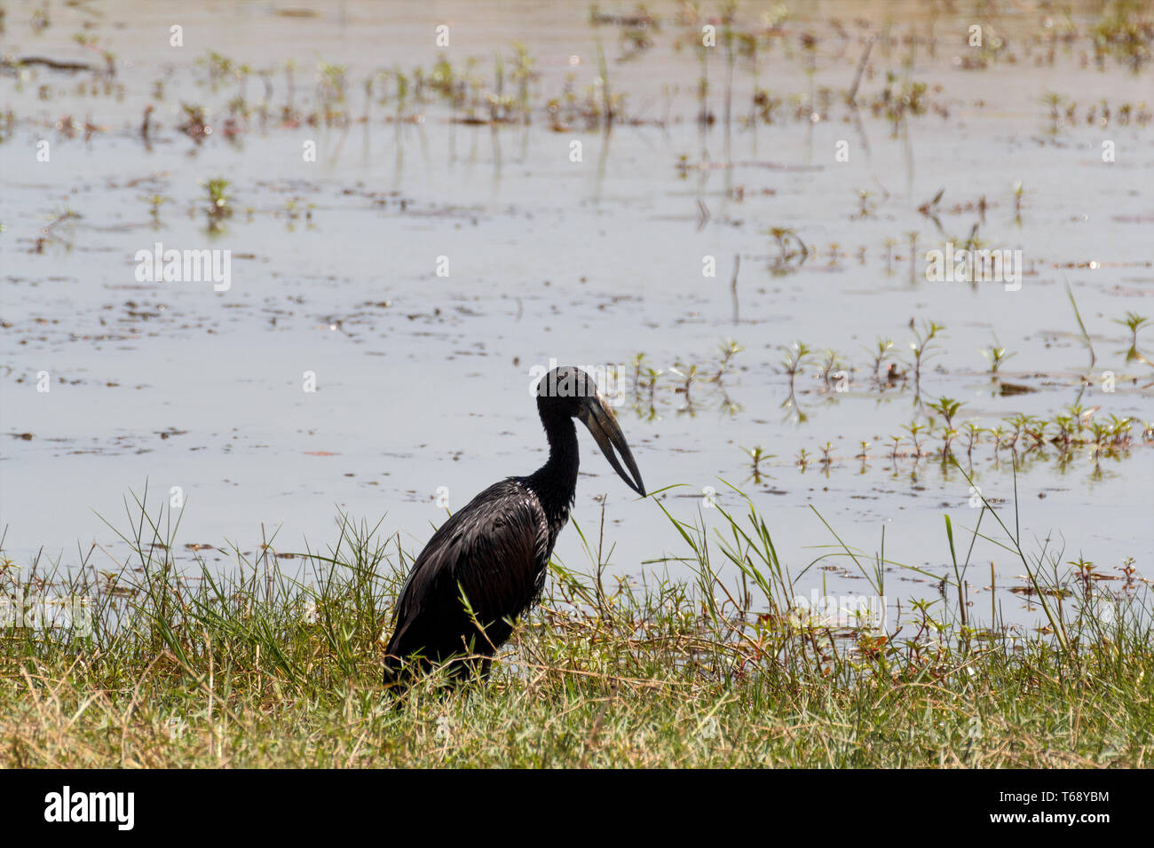 Afrikanische Openbill in Chobe Stockfoto