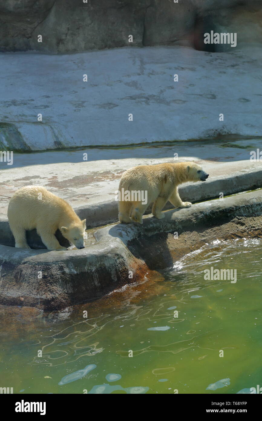 Eisbären im Moskauer Zoo Stockfoto