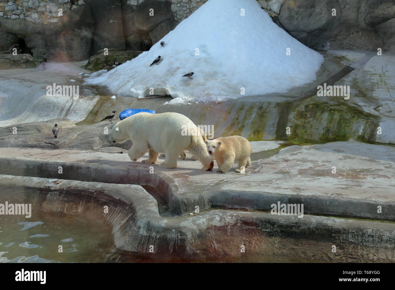 Eisbären im Moskauer Zoo Stockfoto