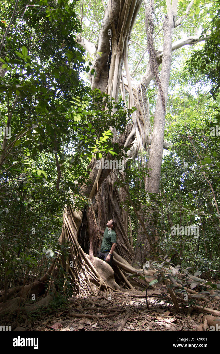 Miami, Florida, USA - 2019: Mann am Baum an der Vizcaya Museum und Gärten, der ehemaligen Villa und Anwesen von Geschäftsmann James Deering suchen. Stockfoto