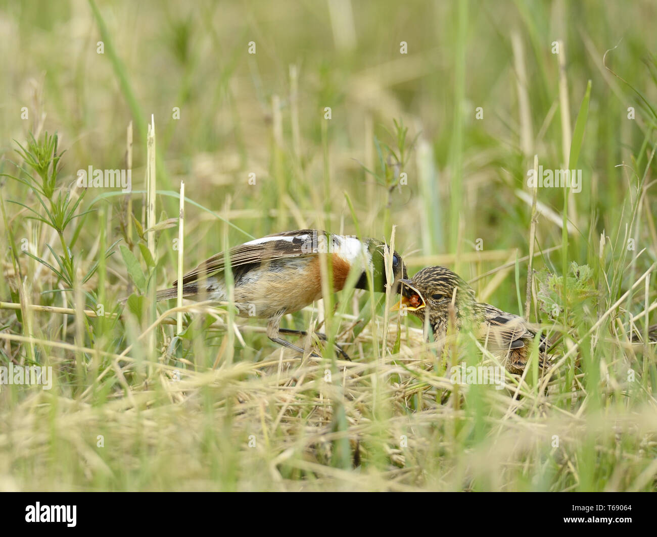 Gemeinsame schwarzkehlchen Saxicola Torquatus, Stockfoto