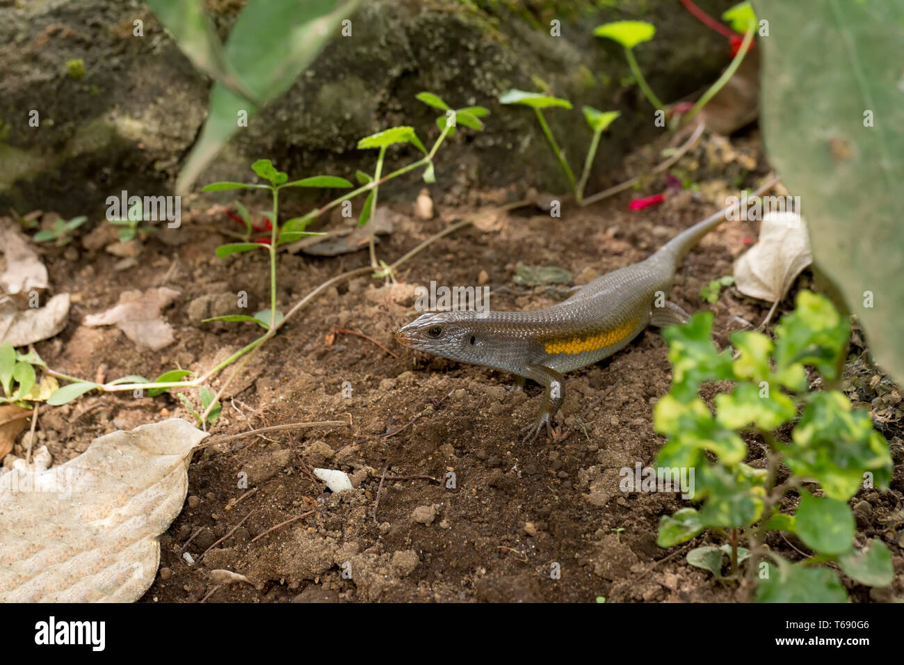 Balinensis Eutropis multifasciata (Bali Skink) Stockfoto