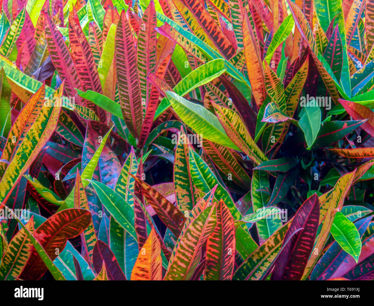 Nahaufnahmen der bunten Blätter der giftigen Croton Petra Anlage. In den Anden im Süden von Kolumbien erfasst. Stockfoto