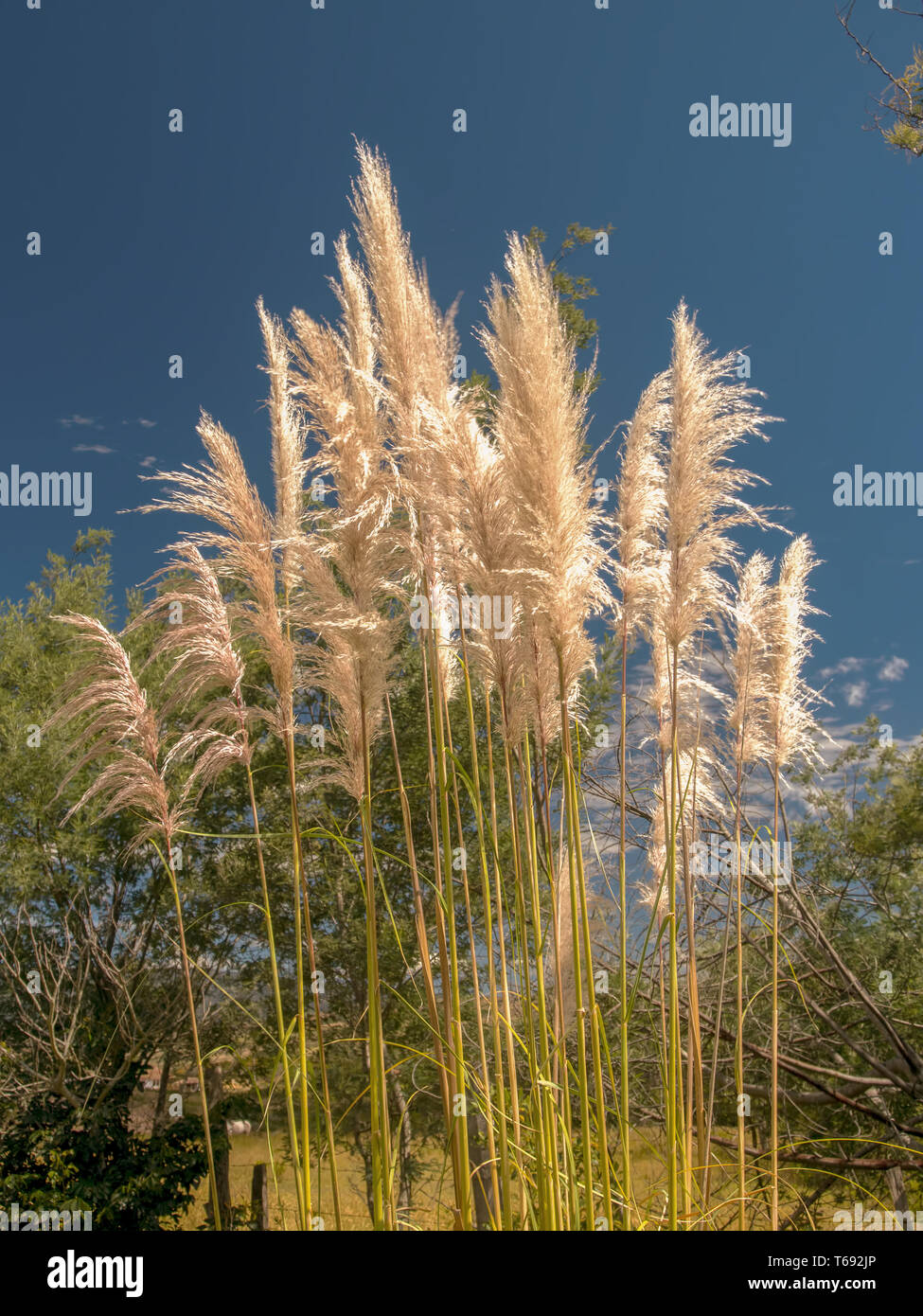 Pampas Gras Blumen gegen einen sehr klaren blauen Himmel, in den Anden von zentralen Kolumbien erfasst. Stockfoto