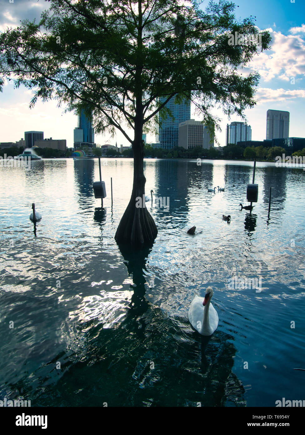 Vögel schwimmen rund um den Lake Eola Park in Orlando, Florida Stockfoto