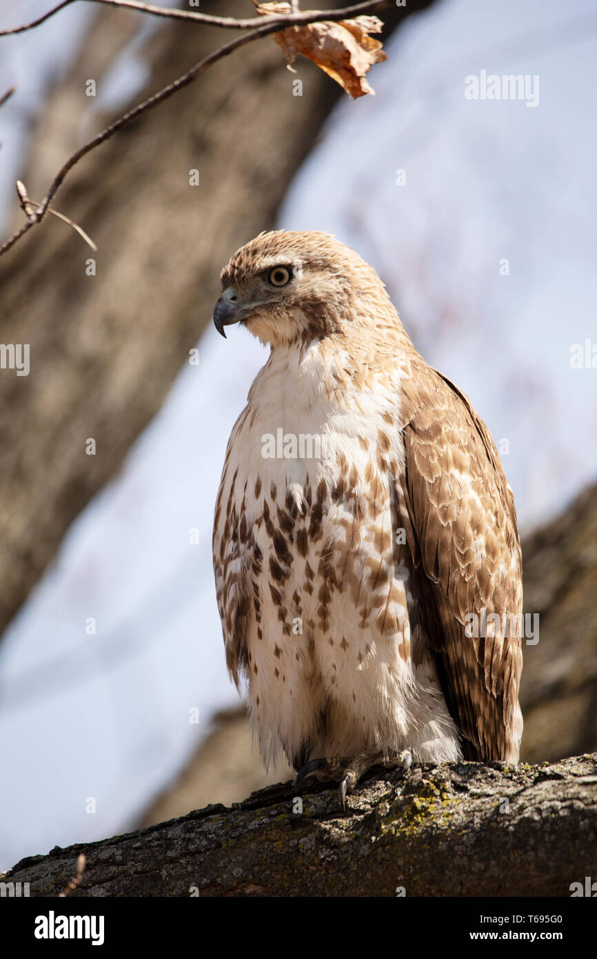 Ein jugendlicher Red-tailed Hawk (Buteo Jamaicensis) in einem Baum auf dem Mount Auburn Cemetery in Cambridge, Massachusetts, USA. Stockfoto