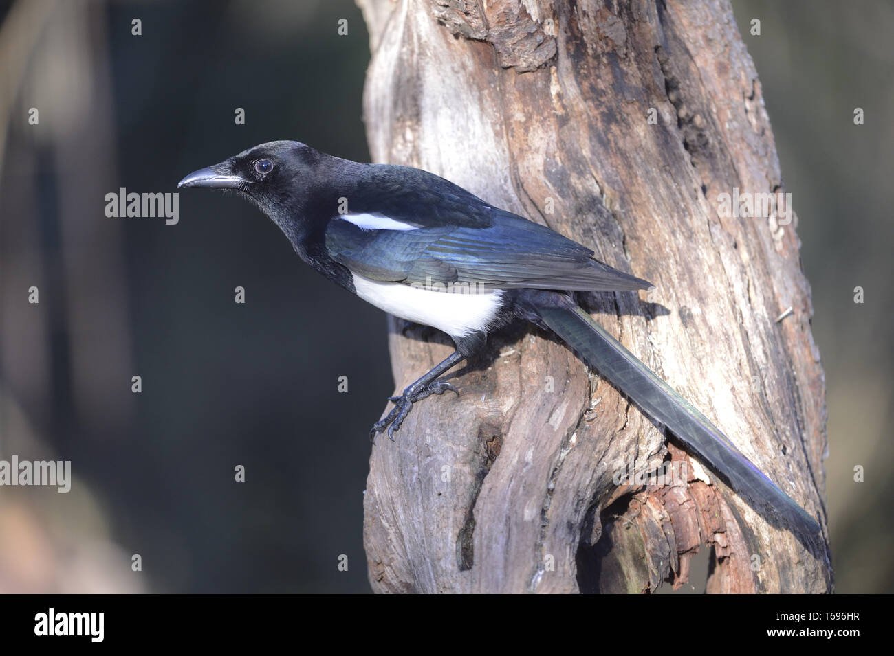 Elster, Pica Pica, Deutschland Stockfoto