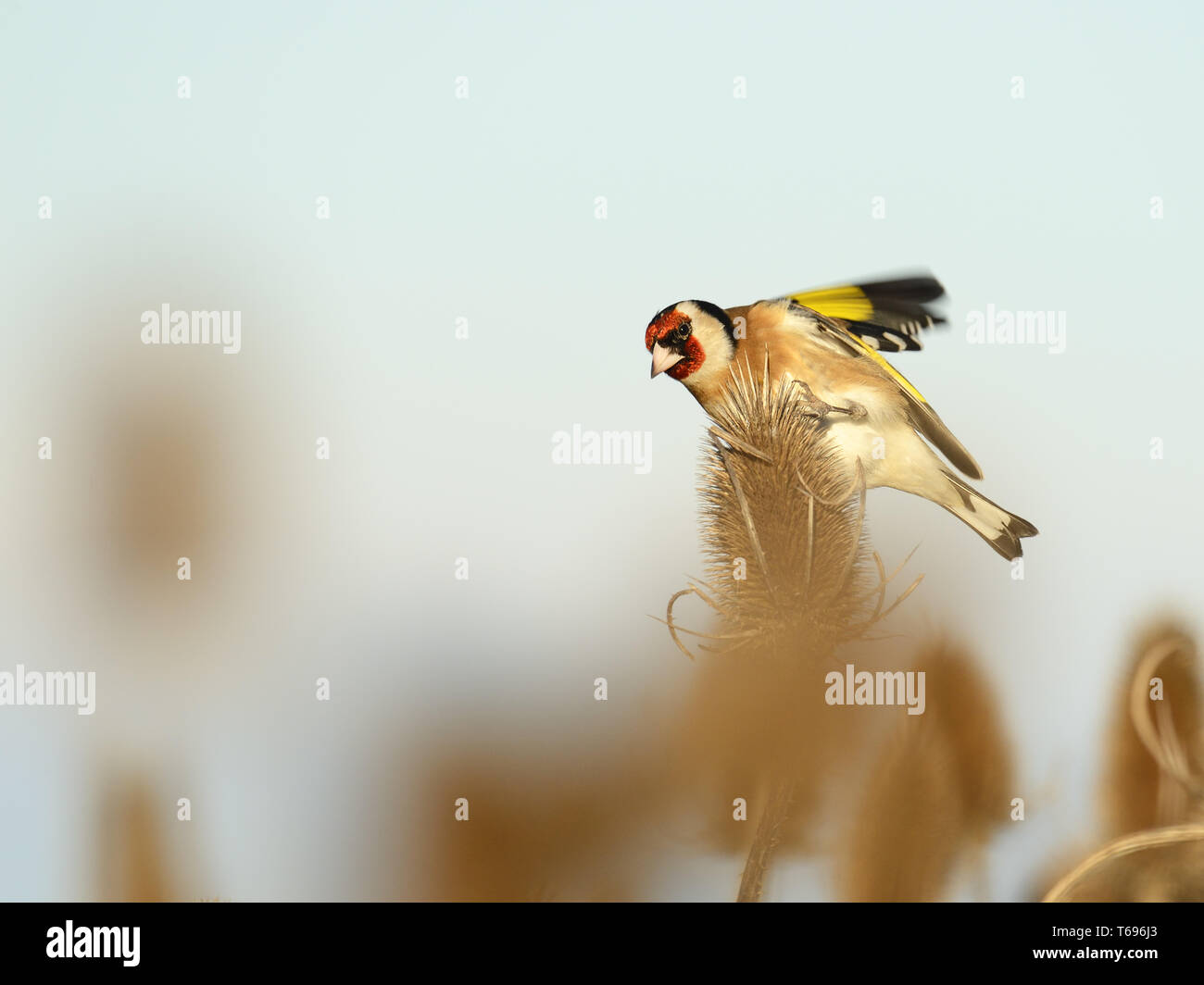 Europäische Stieglitz, Carduelis carduelis Stockfoto
