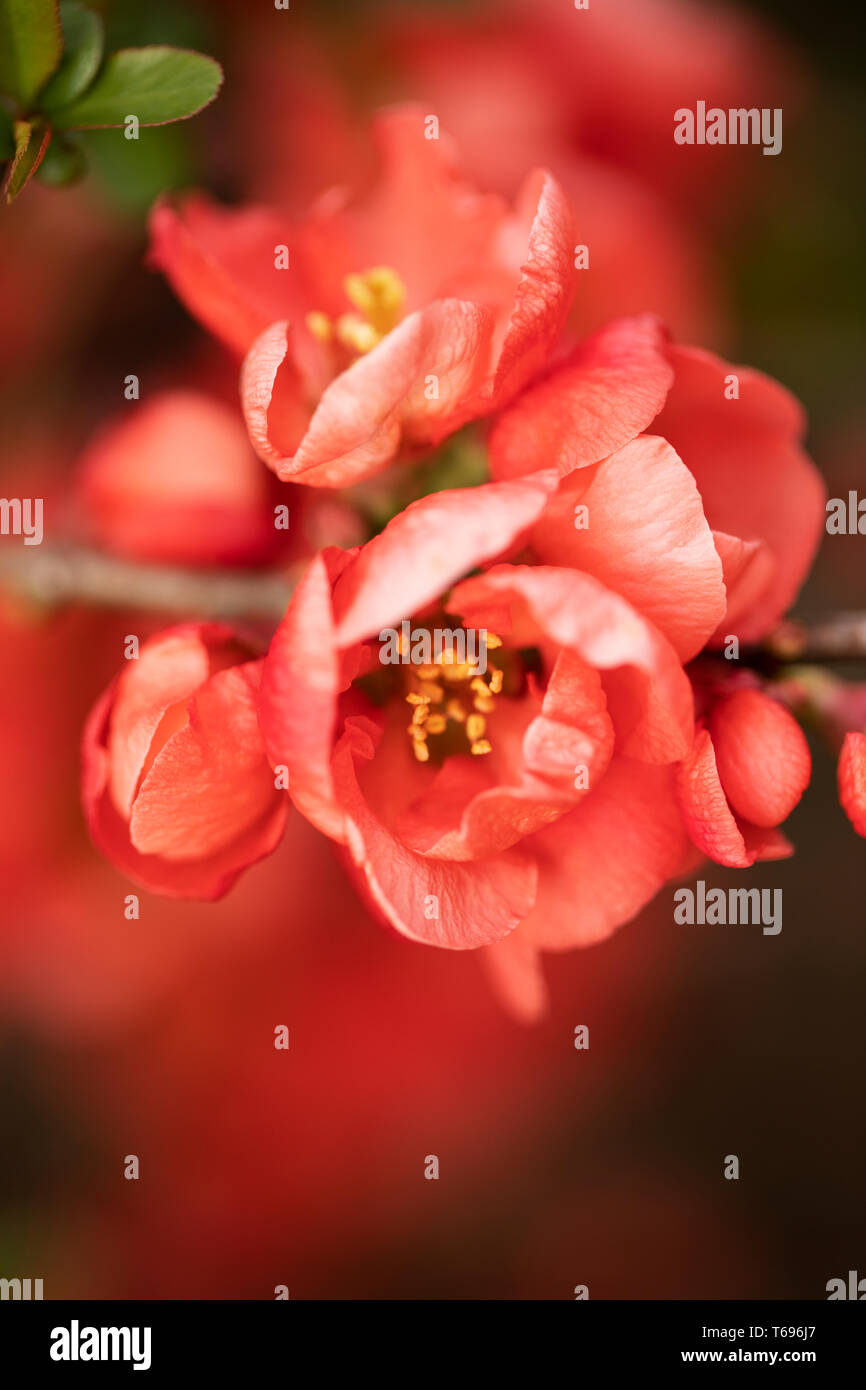 Blüten auf einer Maule-Quitte (Chaenomeles japonica), auch die japanische Quitte genannt, ein sommergrüner Strauch. Stockfoto