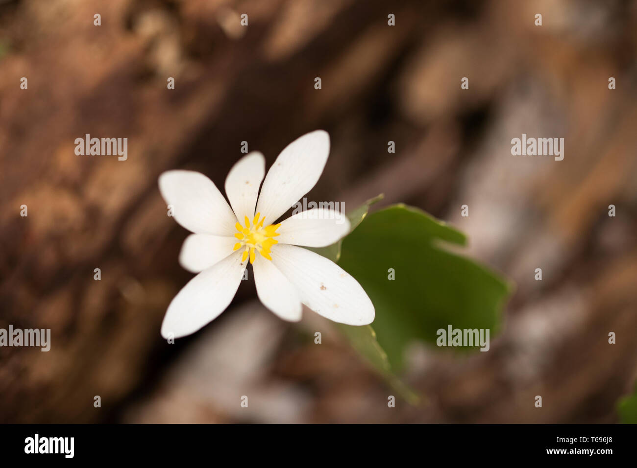 Sanguinaria canadensis, oder blutrot, eine mehrjährige, krautige blühende Pflanze aus dem östlichen Nordamerika. Stockfoto
