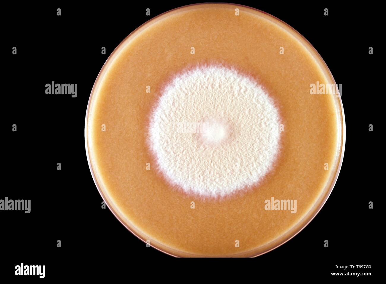 Nahaufnahme einer Müsli Agarplatte Kultur wachsenden eine Kolonie von Microsporum persicolor Pilz, 1973. Bild mit freundlicher Genehmigung Zentren für Krankheitskontrolle und Prävention (CDC)/Dr Arvind A. Padhye. () Stockfoto