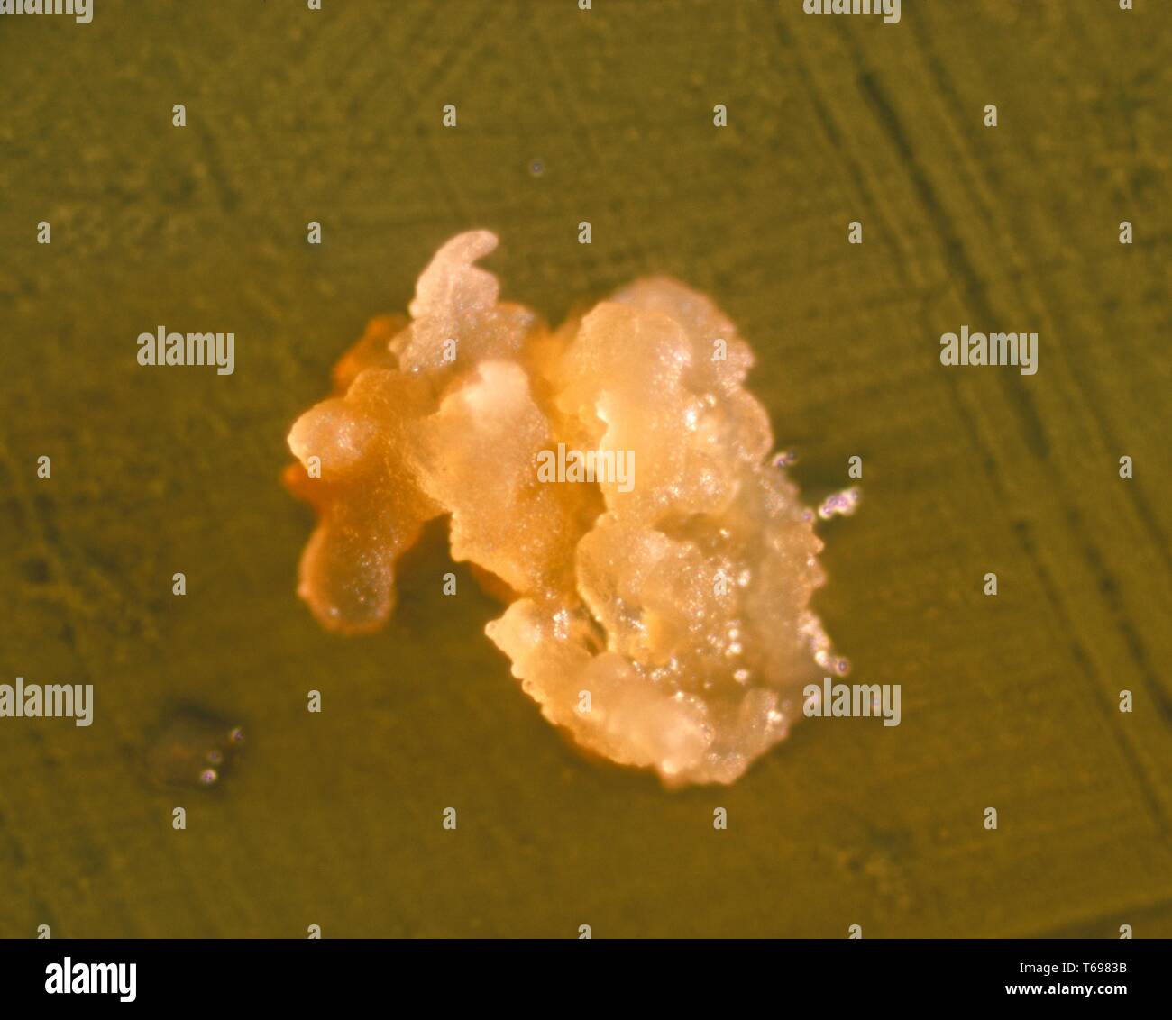 agar Fotos und Bildmaterial in hoher Auflösung Alamy