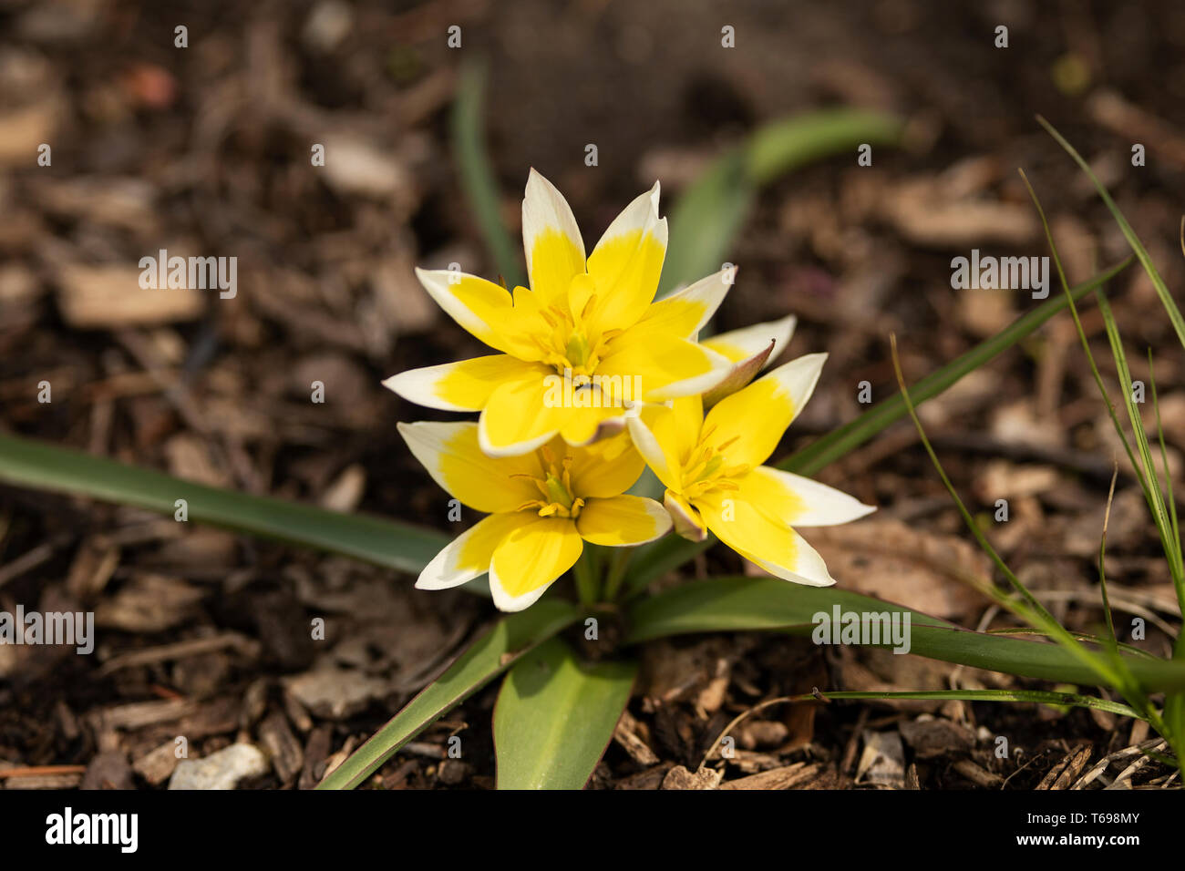 Späte Tulpe (Tulipa tarda) oder Tarda-Tulpe, in Zentralasien heimisch, blüht im Frühjahr. Die gelben Kronblätter haben weiße Spitzen. Stockfoto