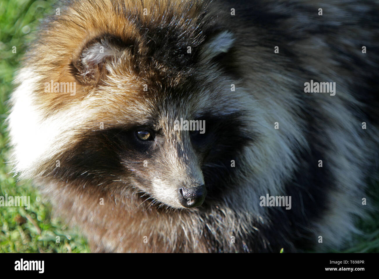 Marderhund Nyctereutes procyonoides, Stockfoto