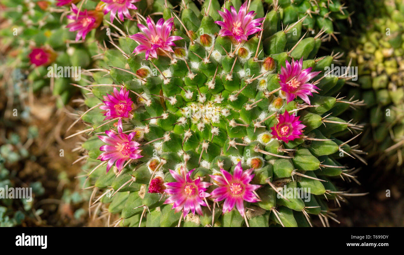 Blick von oben auf die grünen Kaktus mit spitzen Nadeln und Rosa Lila Blume Stockfoto