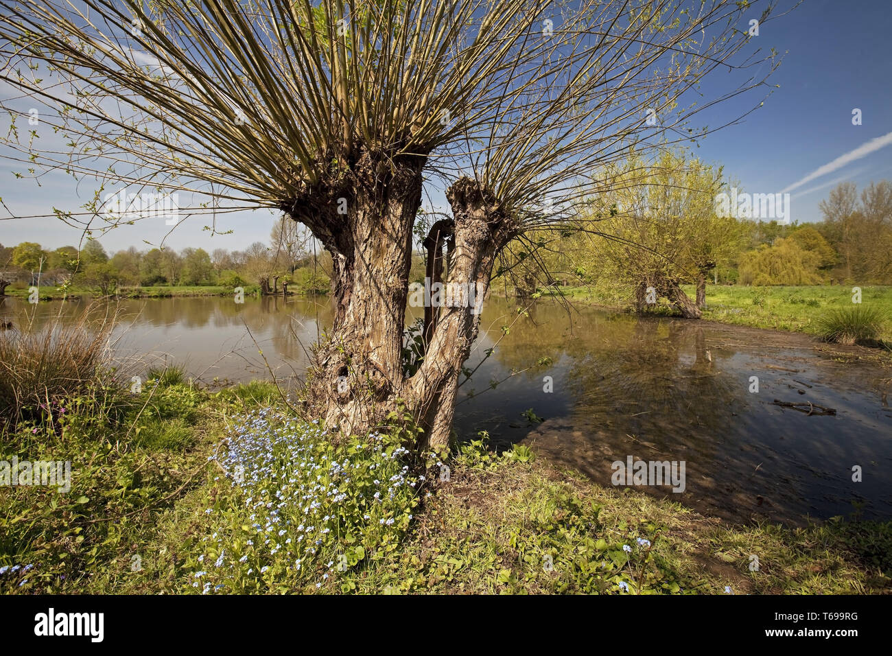 Aue Landschaft, Museum Insel Hombroich, Neuss, Niederrhein, Nordrhein-Westfalen, Deutschland Stockfoto