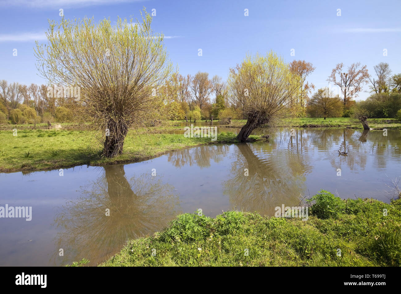 Aue Landschaft, Museum Insel Hombroich, Neuss, Niederrhein, Nordrhein-Westfalen, Deutschland Stockfoto