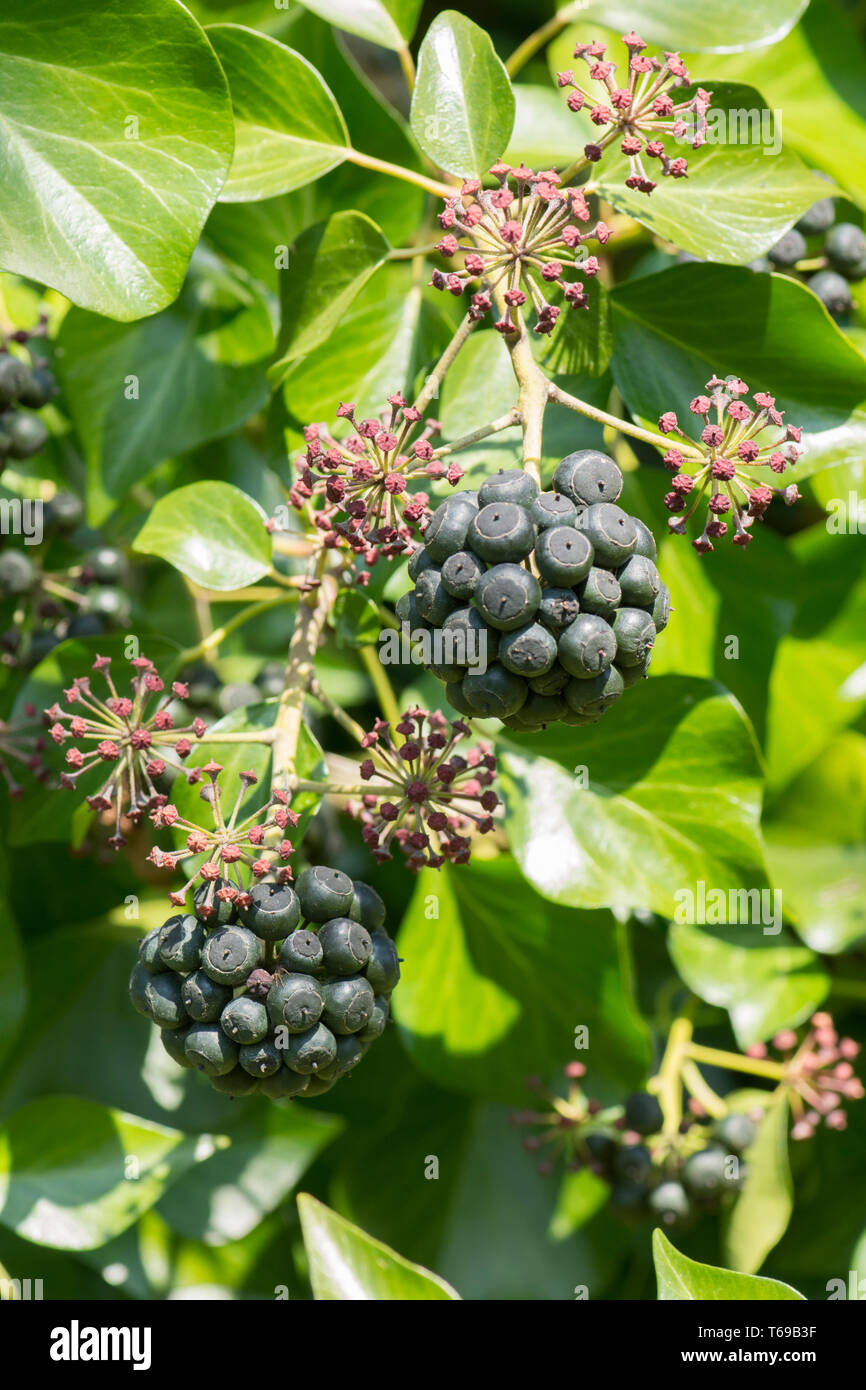 Efeu, Hedera helix, Bündel von Beeren, Obst, April, Sussex, UK Stockfoto