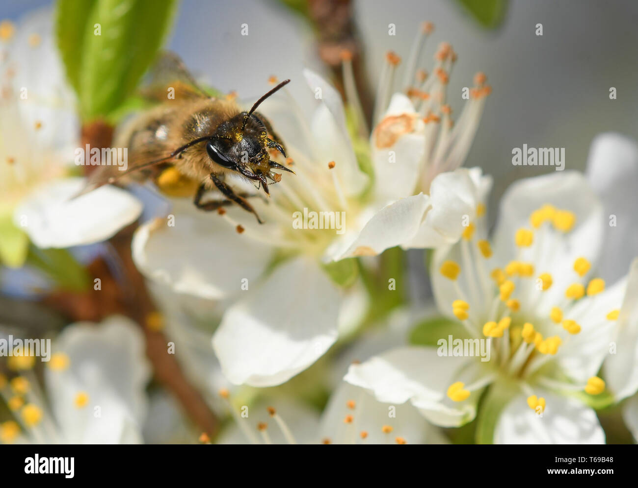 Nahaufnahme der Mundstück eines einsamen Biene auf einer Pflaume Stockfoto