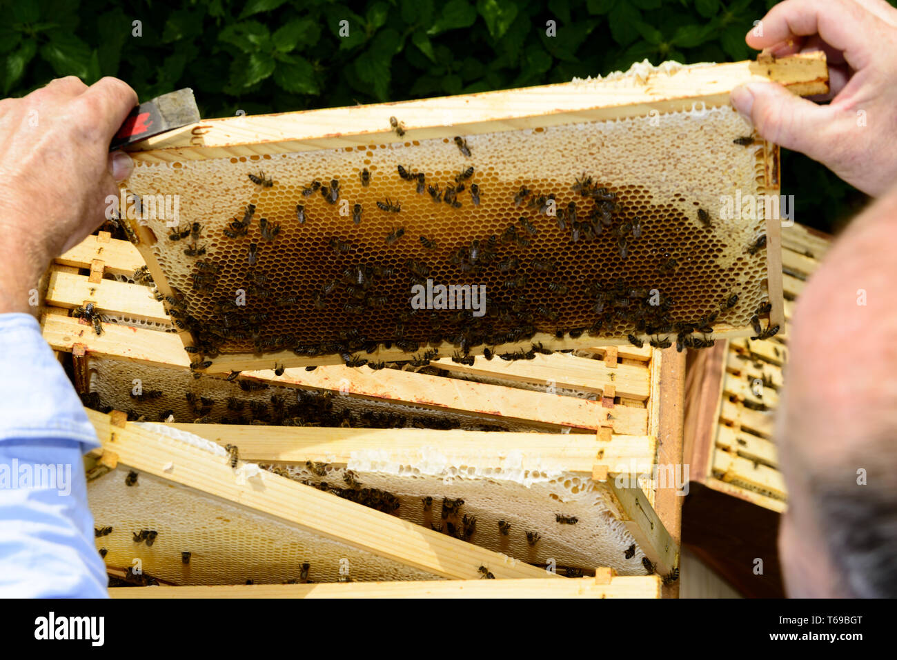 Mit Blick auf die imker Schulter an der Wabe Rahmen mit Bienen Stockfoto