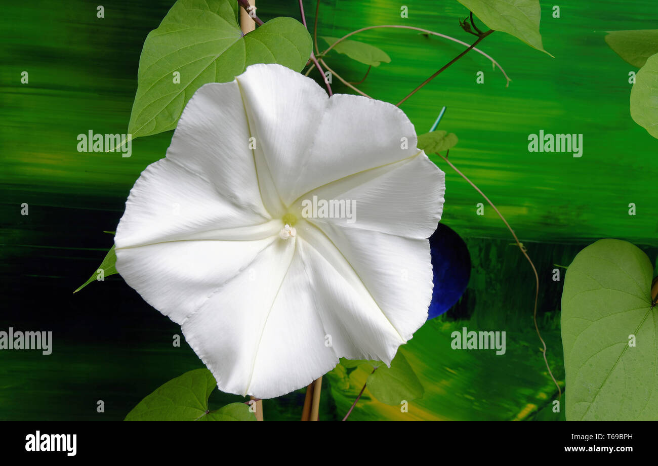 Moonflower (Ipomoea alba) Stockfoto