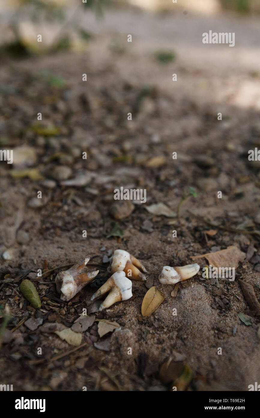 Nahaufnahme von Schmutz in Massengrab von Körpern von Völkermord durch die Roten Khmer in Phnom Penh, Kambodscha Stockfoto