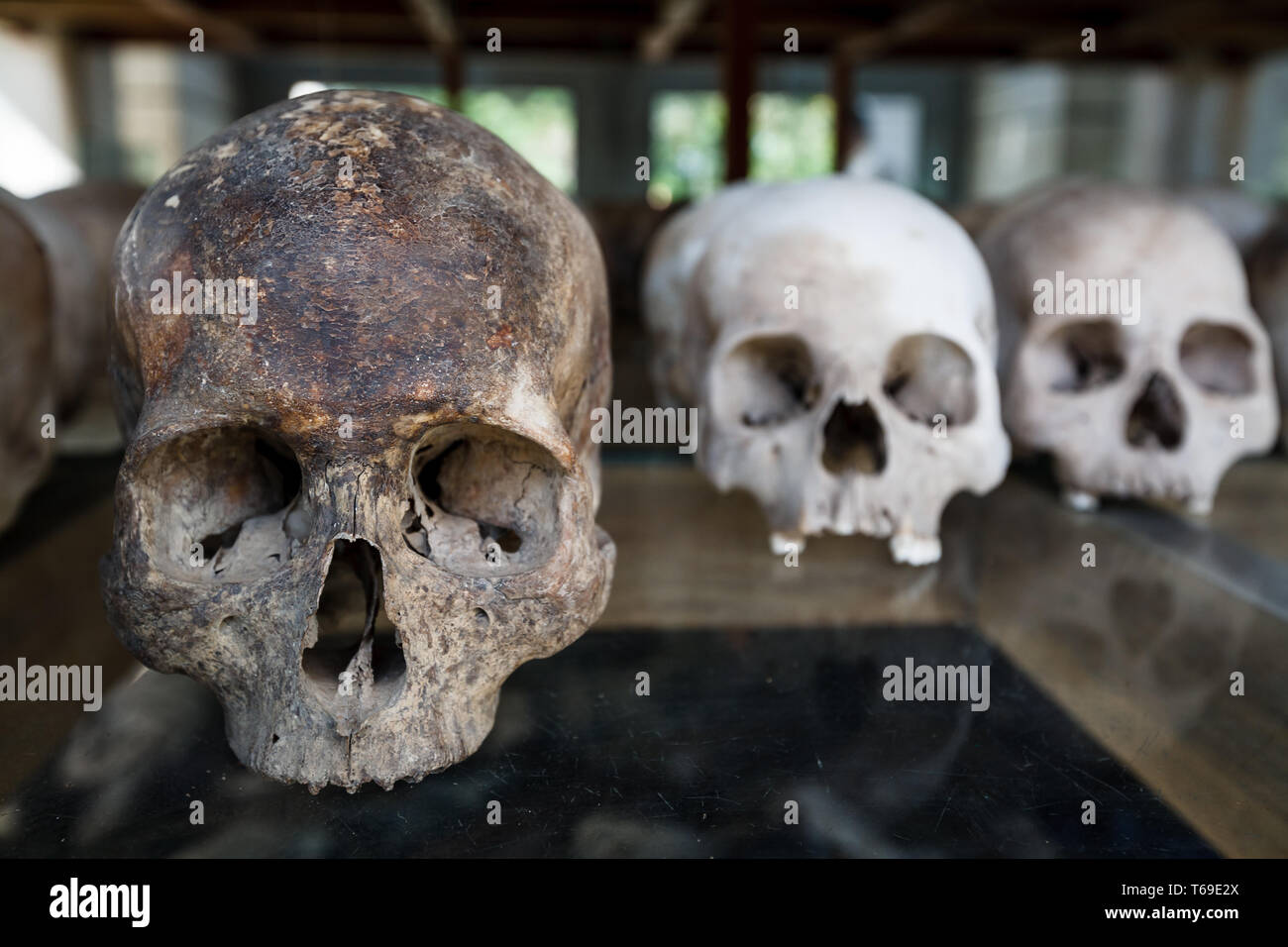 Nahaufnahme von Gebleichten weißen menschlichen Schädel auf dem Tisch mit viel mehr am Denkmal in Phnom Penh an die Opfer der Roten Khmer an einem Massengrab site Stockfoto