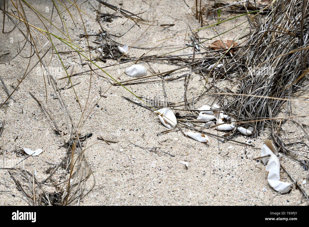 Geschlüpfte Schildkröte Eierschalen auf Grotto Beach gefunden, St. Croix, United States Virgin Islands Stockfoto