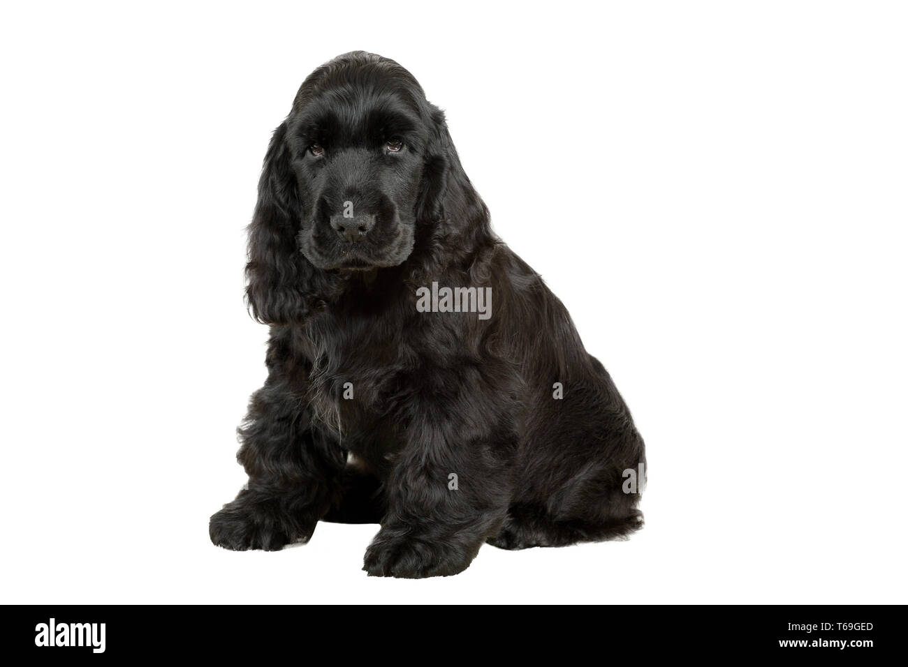 englischer Cocker Spaniel Welpen Stockfoto
