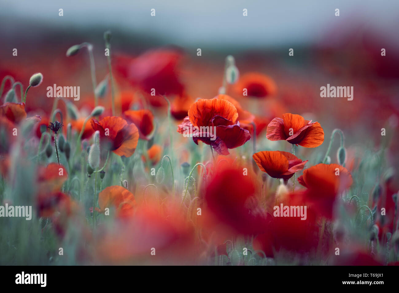 Mais Mohn oder headwark, Papaver rhoeas Stockfoto