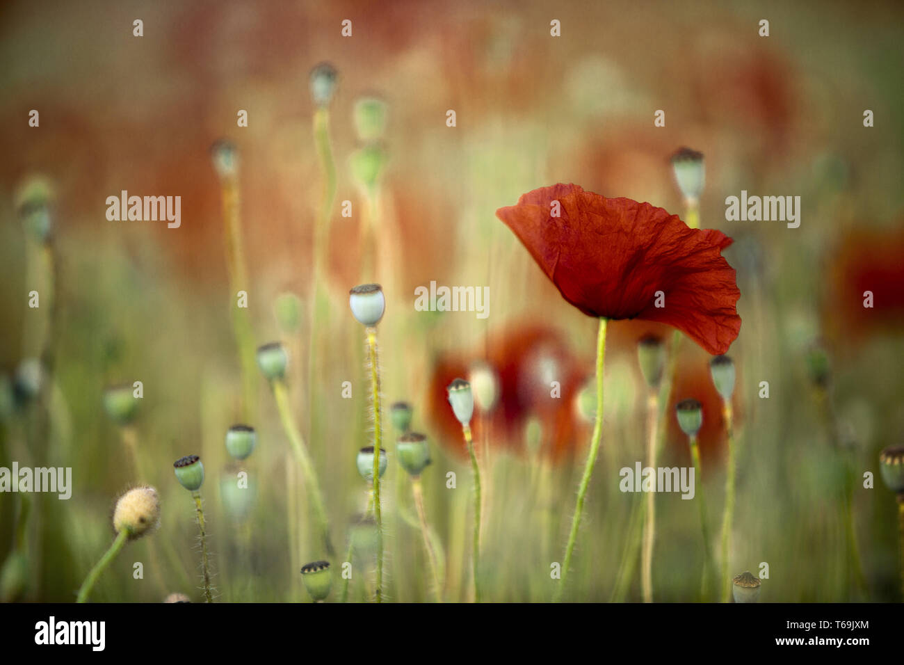 Mais Mohn oder headwark, Papaver rhoeas Stockfoto