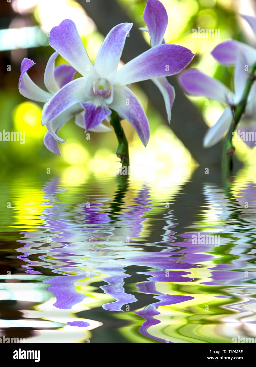 Wasser-Ripple und Reflexionen der Flora auf dem Wasser Stockfoto
