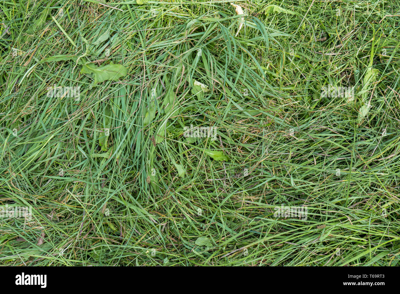 Große und detailliertes Bild der grünen Gras Stockfoto